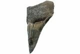 Partial, Fossil Megalodon Tooth - Serrated Blade #226558-1
